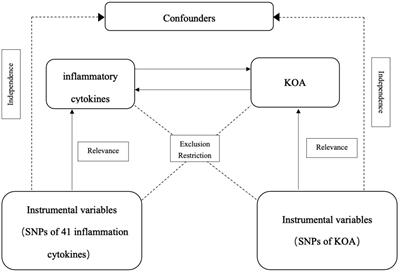 Exploring causal correlations between inflammatory cytokines and knee osteoarthritis: a two-sample Mendelian randomization